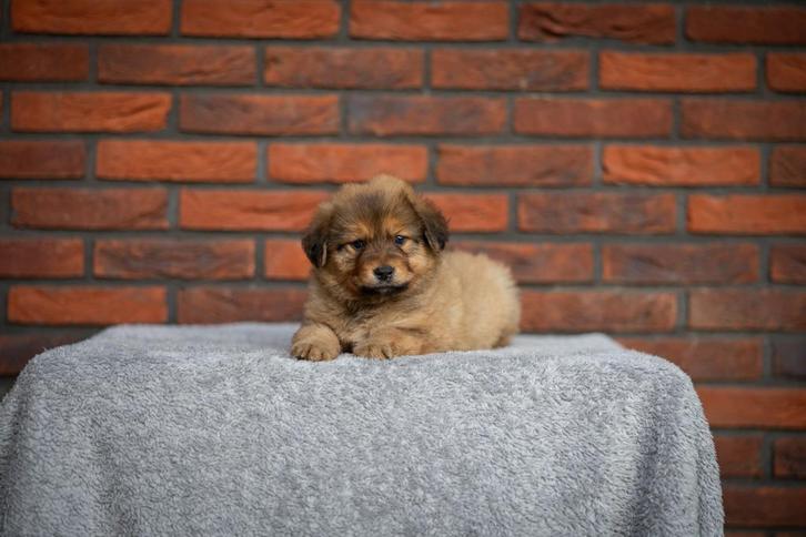 Toller x Oud Duitse Herder pups, Dieren en Toebehoren, Honden | Retrievers, Spaniëls en Waterhonden, Meerdere dieren, Overige rassen