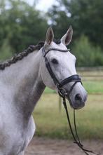 Een echte eyecatcher ️, Dieren en Toebehoren, Pony's, B, Gechipt, 3 tot 6 jaar, Merrie