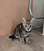 Katertje en poesje, Dieren en Toebehoren, Katten en Kittens | Overige Katten, Meerdere dieren, Kortharig, 0 tot 2 jaar