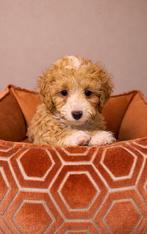 Toy poedel puppy 1 reutje beschikbaar, Dieren en Toebehoren, Honden | Chihuahua's en Gezelschapshonden, Poedel, Parvo, Nederland