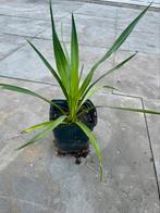Tuin Yucca, Ophalen of Verzenden, Zomer, Overige soorten, Volle zon
