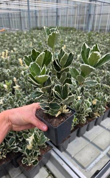 Euonymus Kathy - witbont - haagplant - vaste plant - SALE beschikbaar voor biedingen