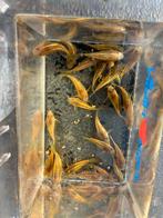 Corydora goldline, Vis, Zoetwatervis, Schoolvis