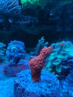 Te koop, Dieren en Toebehoren, Vissen | Aquaria en Toebehoren, Ophalen of Verzenden