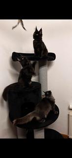 Maine Coon kittens black smoke XXL., Dieren en Toebehoren, Katten en Kittens | Raskatten | Langhaar, Meerdere dieren, Gechipt