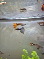 Guppies te koop of te ruil, Dieren en Toebehoren, Vis, Zoetwatervis, Schoolvis