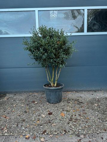 Meerstammige Osmanthus burkwoodii. Schijnhulst. beschikbaar voor biedingen