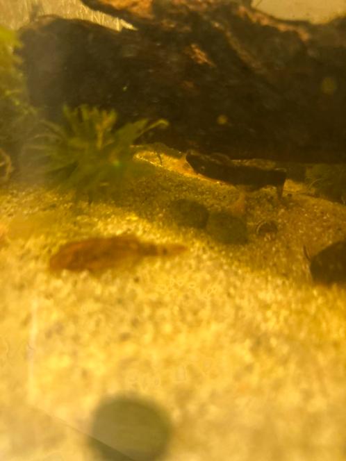 LDA16, Dieren en Toebehoren, Vissen | Aquariumvissen, Vis