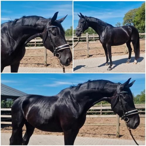 Stoere 9 jarige dressuurgefokte ruin, Dieren en Toebehoren, Paarden, Ruin, M, 175 cm of meer, 7 tot 10 jaar, Dressuurpaard, Met stamboom