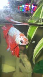 Betta man kempvis, Vis, Zoetwatervis