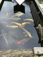 Te koop koi karpers(15) en een steur, Dieren en Toebehoren, Vissen | Vijvervissen, Karper of Koi