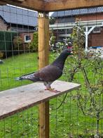 Rubella doffer postduiven duiven