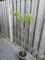 Oleander op stam H 150 cm B 46 cm, Volle zon, Vaste plant, Zomer, Ophalen