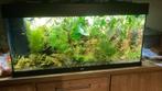 Aquarium - per direct beschikbaar, Ophalen, Leeg aquarium