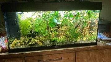 Aquarium - per direct beschikbaar beschikbaar voor biedingen