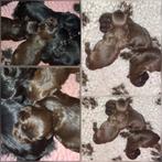 Shih Tzu  X  Mal, Dieren en Toebehoren, Honden | Chihuahua's en Gezelschapshonden, Overige rassen, CDV (hondenziekte), 8 tot 15 weken