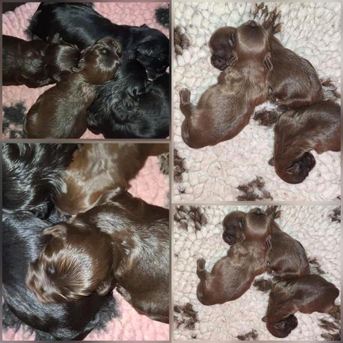 Shih Tzu  X  Mal, Dieren en Toebehoren, Honden | Chihuahua's en Gezelschapshonden, Teef, Overige rassen, Particulier, Meerdere