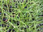 Carex Morrowi Variegata bonte zegge gras, Ophalen, Vaste plant, Siergrassen, Halfschaduw