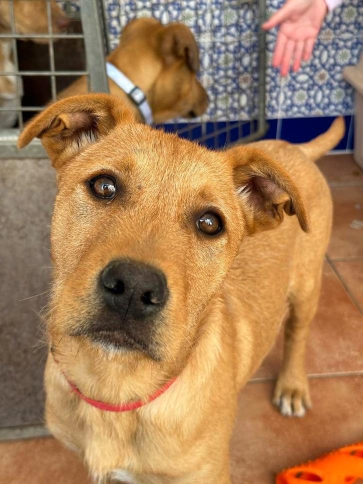 HzH-SCRUFFY, leuke vent zoekt rustig en geduldig baasje, Dieren en Toebehoren, Honden | Niet-rashonden, Middel, Reu, Particulier