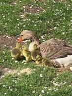 Toulouse ganzen kuikens, Meerdere dieren, Gans of Zwaan