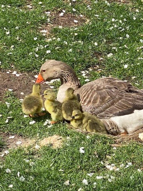 Toulouse ganzen kuikens, Dieren en Toebehoren, Pluimvee, Gans of Zwaan, Meerdere dieren