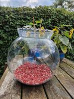 Decoratieve  grote ronde vissenkom, Dieren en Toebehoren, Vissen | Aquaria en Toebehoren, Ophalen, Gebruikt, Leeg aquarium
