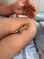 Ze zijn er weer! Diverse prachtige wimpergekko babys!, Dieren en Toebehoren, Hagedis, Tam, 0 tot 2 jaar