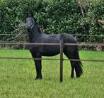 2 jarige friese merrie, Dieren en Toebehoren, Paarden, Merrie, Minder dan 160 cm, Gechipt, 0 tot 2 jaar