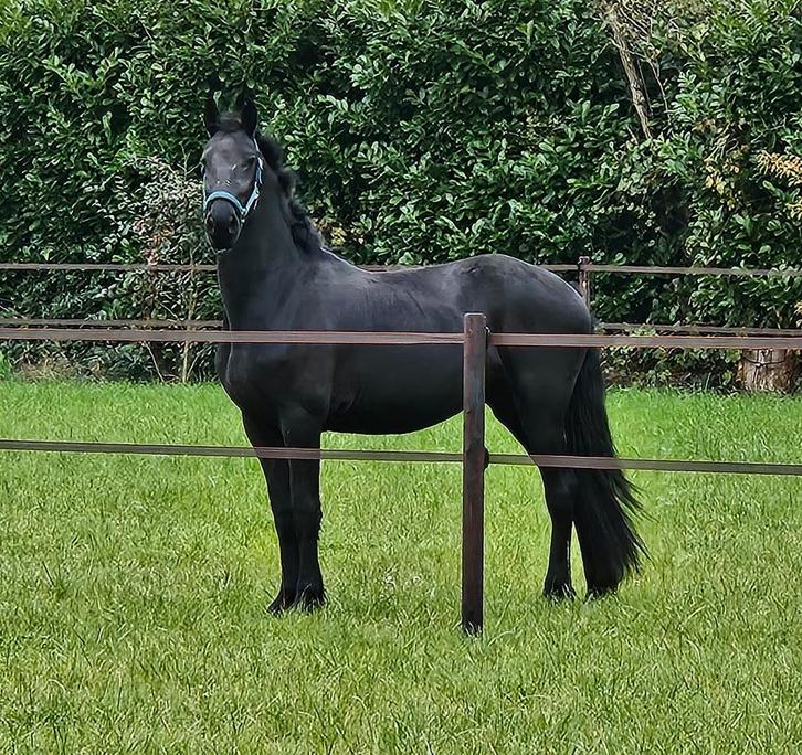 2 jarige friese merrie, Dieren en Toebehoren, Paarden, Merrie, Minder dan 160 cm, 0 tot 2 jaar, Met stamboom, Gechipt, Ontwormd