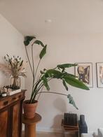 Strelitzia Nicolai - Paradijsvogelplant, Vaste plant, Bloeit niet, Halfschaduw, Ophalen