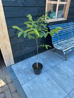 Walnotenboom, Ophalen, Minder dan 100 cm, In pot, Walnotenboom