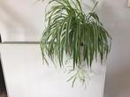 Graslelie, Huis en Inrichting, Kamerplanten, Ophalen, Overige soorten, Halfschaduw, Minder dan 100 cm