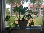 Grote gatenplant met pot Monestera, Ophalen, Halfschaduw, Minder dan 100 cm