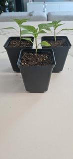 Paprika "Lesya" (plant), Ophalen, Volle zon, Groenteplanten, Eenjarig