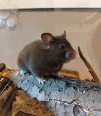 Goudhamster vrouwtje Molly, Dieren en Toebehoren, Hamster, Maart, Vrouwelijk, Tam