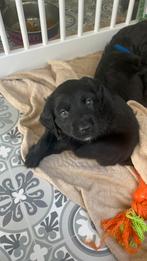 Border Colli X Cockapoo pups, België, Particulier, 8 tot 15 weken, Meerdere