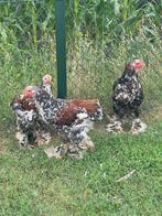 Porseleinen Brahma hanen te koop, Dieren en Toebehoren, Meerdere dieren, Kip