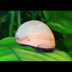 Thaise witte helmslak Neritina pulcheria, Dieren en Toebehoren, Slak of Weekdier
