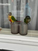 2 super tamme pyrrhuras, Dieren en Toebehoren, Geslacht onbekend, Parkiet, Tam