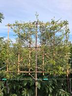 leibomen steeneik Qeurcus ilex groenblijvende, Ophalen, In pot, Volle zon