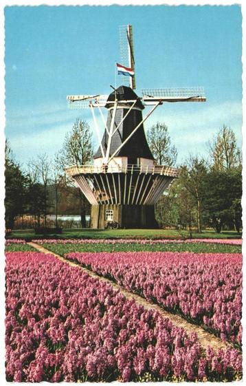 910737	Lisse	NH	Keukenhof molen 	Nette oude kaart Onbeschrev