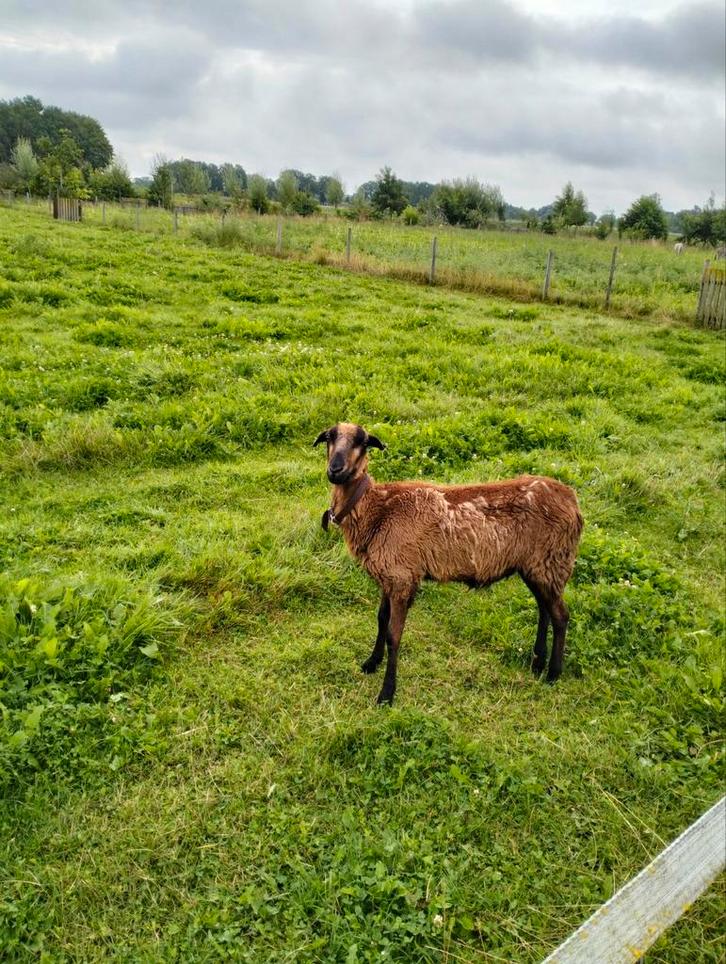 Barbados Black Belly ooi, haarschaap bijna 2 jaar oud, Dieren en Toebehoren, Schapen, Geiten en Varkens, Schaap, Vrouwelijk