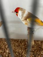 majoor putter bruinpastel mannen, Dieren en Toebehoren, Vogels | Overige Vogels, Mannelijk, Wildzangvogel, Geringd