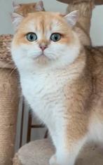 😽Britse korthaar dekkater|Black Golden Shaded |met Stamboom, Dieren en Toebehoren, 3 tot 5 jaar