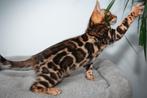 Uitstekende Bengaalse katertjes beschikbaar, Dieren en Toebehoren, Katten en Kittens | Raskatten | Korthaar, Kater, Gechipt, 0 tot 2 jaar