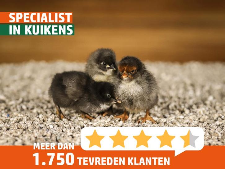 Orpington groot kuiken | Gesekst en ingeënt | Passend advies, Dieren en Toebehoren, Pluimvee, Kip, Vrouwelijk