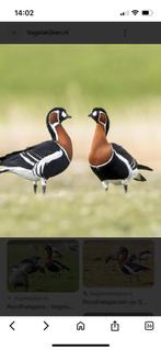 Jonge ganzen roodhals, Dieren en Toebehoren, Mei, Meerdere dieren