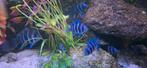 frontosa burundi., Vis
