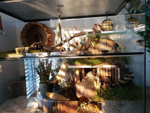 Veelzijdig Terrarium voor Knaagdieren – Gerbil, Hamster, Rat, Dieren en Toebehoren, Knaagdieren en Konijnen | Hokken en Kooien