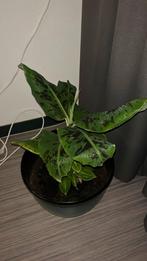 Musa banenenplant voor binnen, Ophalen of Verzenden, Halfschaduw, Minder dan 100 cm